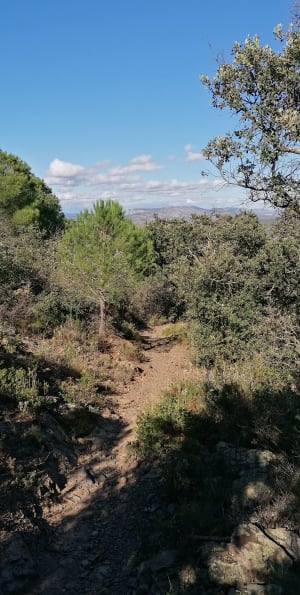 Força Réal dans les Pyrénées-Orientales - Bernard - 8