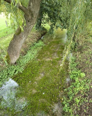 Autour de St Martin du Vivier - laetitia - 8