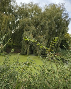 Autour de St Martin du Vivier - laetitia - 7