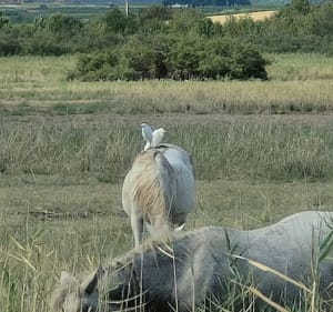 Tour de l'étang de Thau au départ de Sète - Sète - 2