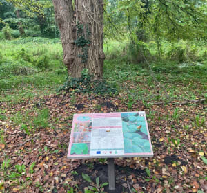 Alejkami Arboretum w Kórniku - Kórnik - 3