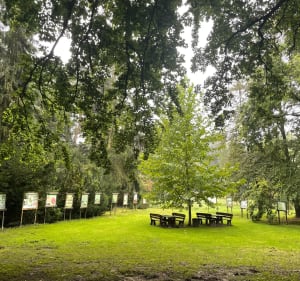 Alejkami Arboretum w Kórniku - Kórnik - 4