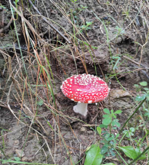 Balade dans la forêt autour de la croix de Rochefort - Frederique - 4
