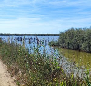 Randonnée à Saint-Nazaire-de-Pézan et l'étang de l'Or - Saint-Nazaire-de-Pézan - 4