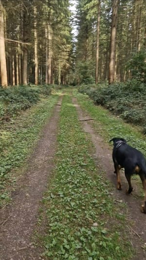 Balade au départ de Fierville les Parcs - Fierville-les-Parcs - 3
