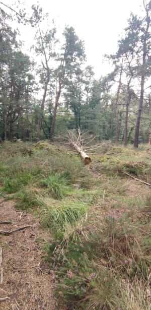 Bos van Brocéliande - De Hindrés-eik - Chloe - 2