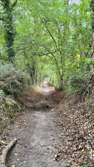 Au vert sur le chemin des Buttes en Terre d'Auge - Christophe - 4