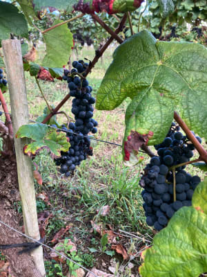 Les pieds dans les vignes et le nez au vent - Raynald - 2
