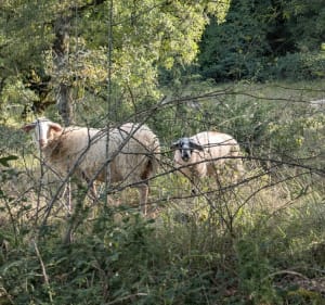 Balade du causse de Théminettes et les Roucous - Théminettes - 2