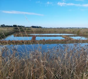 Balade dans les marais de Batz sur Mer - Brigitte - 3