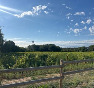 Balade dans les vignes et entre les prés à Mas du Pont - Ludivine - 4