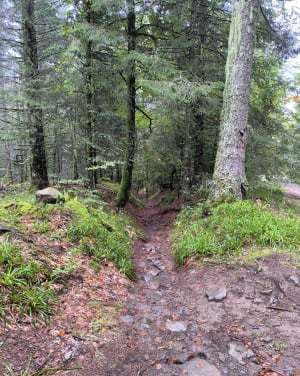 Parcours sylvatorium des capucines au Mont Dore - Mont-Dore - 6