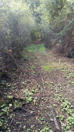 Chemin de la Brigandière - jacques andre - 4