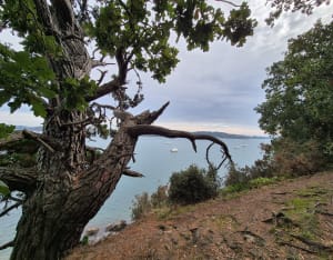Littoral de Minihic sur la Rance, par la Pointe du Crapaud - audrey - 7