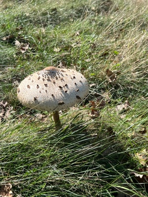 Troubat et Bramevaque et son château, Mauleon barousse - Thèbe - 6