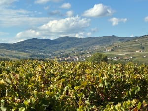La Chapelle-de-Guinchay et son terroir : saveurs divines - Sandrine - 3