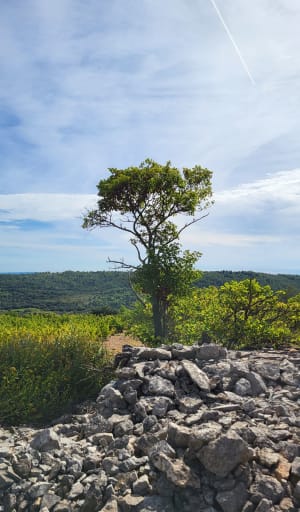 Les Clapas à Saint-Chinian - Saint-Chinian - 2