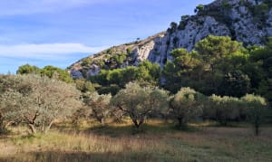 Wandel onder de bomen van de Luberon - Roland - 4