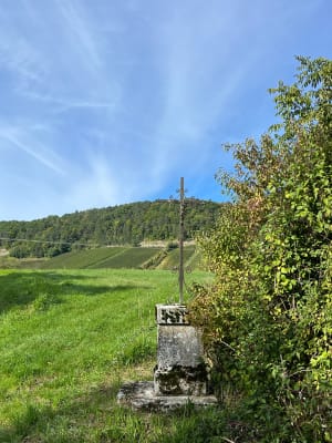Forêt domaniale de Proverville - Pauline - 6