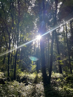 Forêt domaniale de Proverville - Pauline - 8