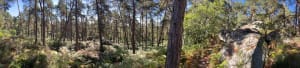 Fontainebleau et bouillonnement d'histoires en roulant - Akemi - 3