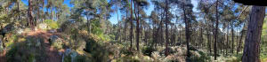 Fontainebleau et bouillonnement d'histoires en roulant - Akemi - 4