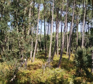 Petit Run dans les bois - Moliets et Maa - Corinne - 6