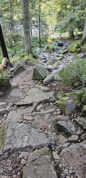 Echappée en forêt de Gérardmer et cascades mélodieuses - Elodie - 7