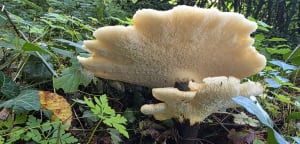 Boucle en forêt de Méréville - Farid - 4