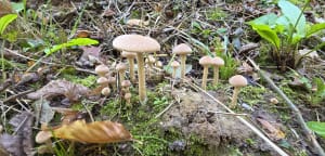 Boucle en forêt de Méréville - Farid - 5