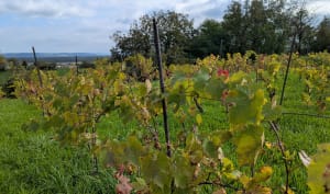 Belle balade dans les collines de Rixheim - Gwen - 10