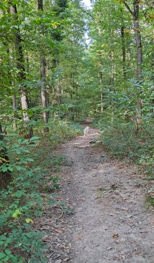Promenons nous dans les sous-bois depuis les Gâtines - Verrières-le-Buisson - 2