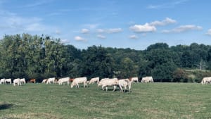 Sortie nature ‍vers Crugny - Cathy - 3