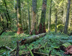 Balade dans les bois de Quintal et cueillette de châtaignes - Severine - 9