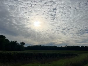 Balade dans les coteaux de Thoré par Les Fougères - Isabelle - 5