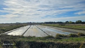À vélo sur des chemins de mer et de marais à Noirmoutier - Dominique - 6
