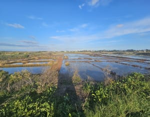 Balade entre mer et marais à Batz-sur-Mer - Batz-sur-Mer - 6