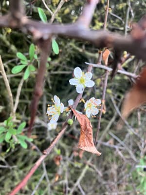 Belle Balade en famille sur le sentier du Fartz de Wissant - Wissant - 8