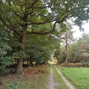 Forêt Domaniale de Roumare , avec vue sur le bord de Seine - Fred - 7