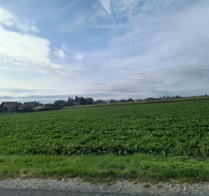 Spacer po mieście - Strzałkowo - 2