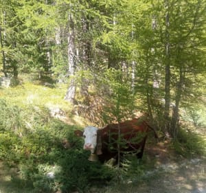 Lac des Adus depuis le boréon - Saint-Martin-Vésubie - 3