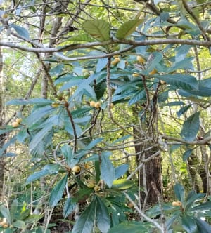 Cilaos, la Réunion, le "Rocher des Merveilles" - Rémi - 9