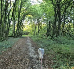 Petite balade en forêt de Bethoncourt - Bethoncourt - 2