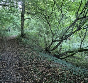 Petite balade en forêt de Bethoncourt - Bethoncourt - 3