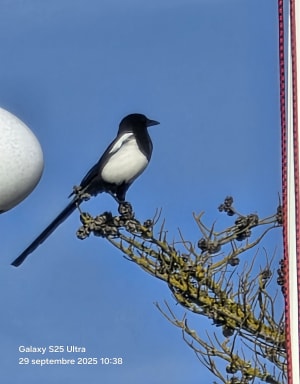 De tour van Grande Island - Arnold - 2