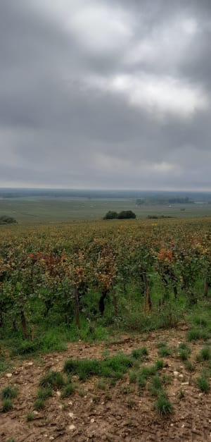 Sentier du tacot à Gevrey-Chambertin - Anne Cécile - 7