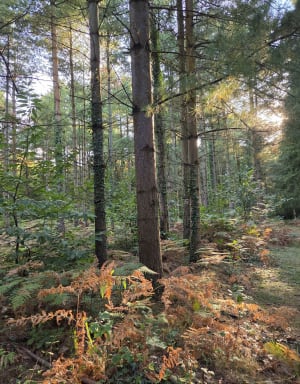 Forêt de Grimbosq - Audrey - 9