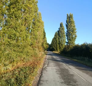 Promenade au bois du Ham - Corinne - 2