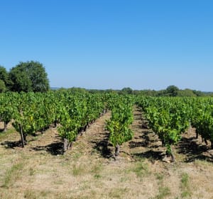 Le circuit des marais à Haute-Gouainel - Perez - 4