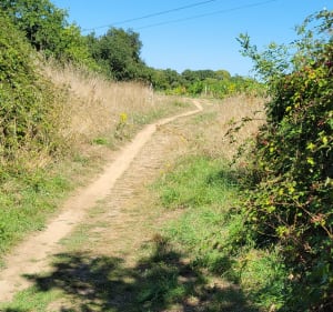 Le circuit des marais à Haute-Gouainel - Perez - 3